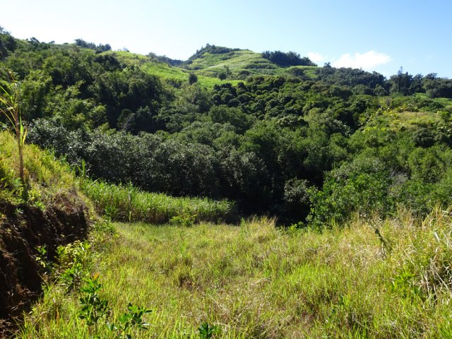 De belles vues sur le Piton Isautier dans la descente