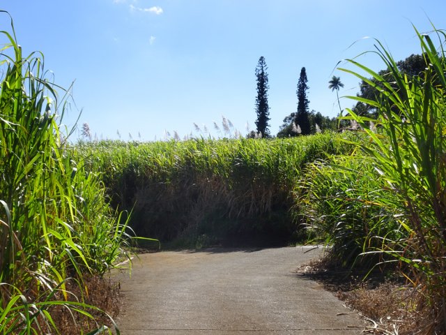 Prendre à gauche avant la grille au repère des araucarias