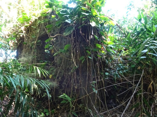 Une ruine de l'ancienne propriété Isautier