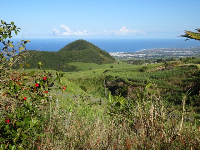 Vue imprenable sur le Piton de Mont Vert à travers les curcumas