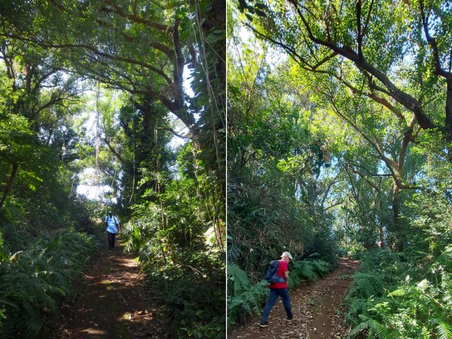 Traversée d'une plantation d'eucalyptus robustes envahis par les pothos