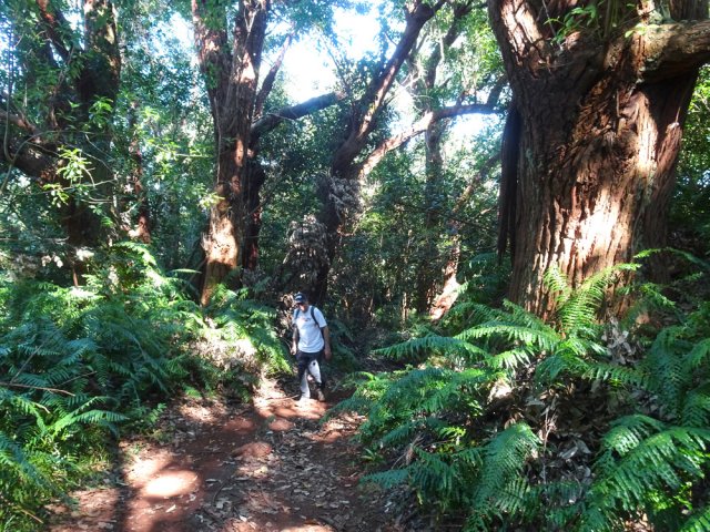 Certains arbres peuvent être énormes