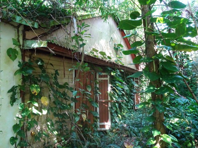 Une grande case en ruine sous les derniers eucalyptus
