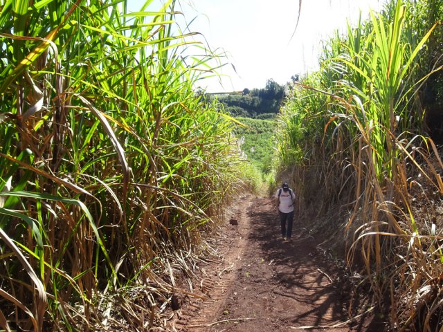 On retrouve la canne à sucre après le bois d'eucalyptus