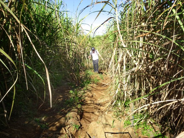 Les cannes ferment presque la piste avant l'arrivée à la source Cana