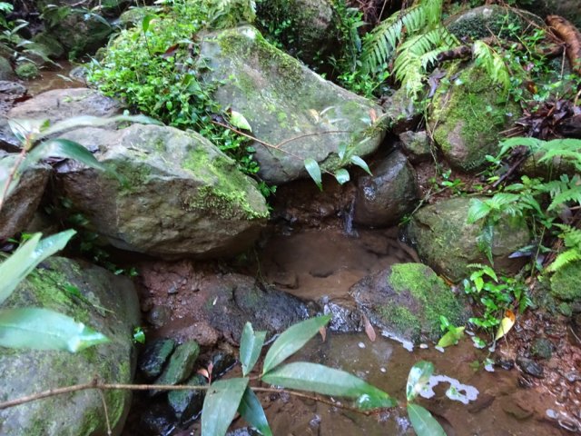 La source surgit entre les roches