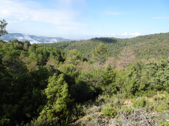 Une idée de la forêt bordant la piste et le lac
