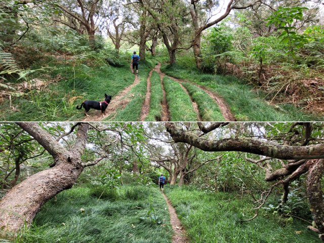 Les vélos ont créé de nombreux sentiers parallèles