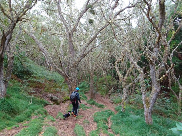Fin de la descente sous les tamarins avant de rejoindre la RF des Tamarins