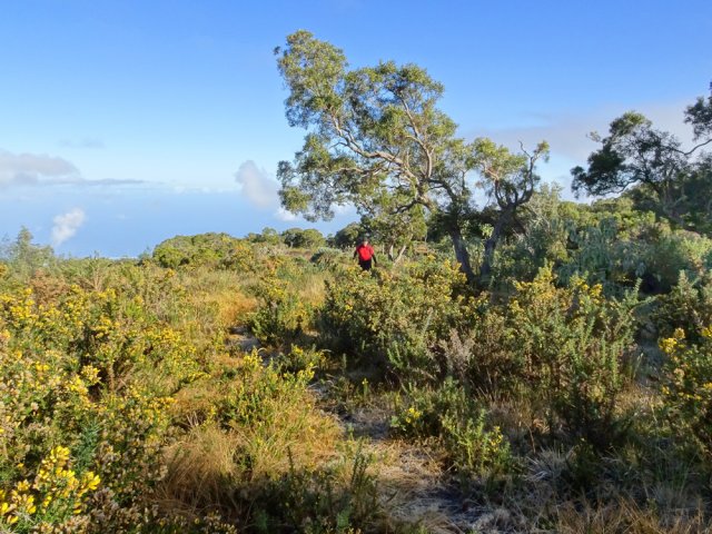Le tamarin caractéristique, point de repère pour effectuer le parcours à l'envers
