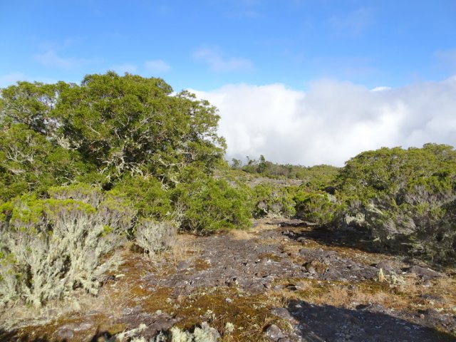 On longe la ravine vers l'aval sur de larges plaques basaltiques moussues