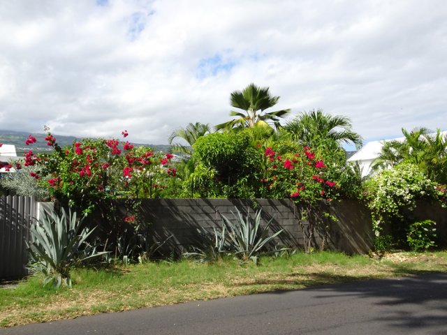 Nouveau jardin fleuri