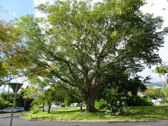 Un bois noir des bas très caractéristique par son âge et sa taille