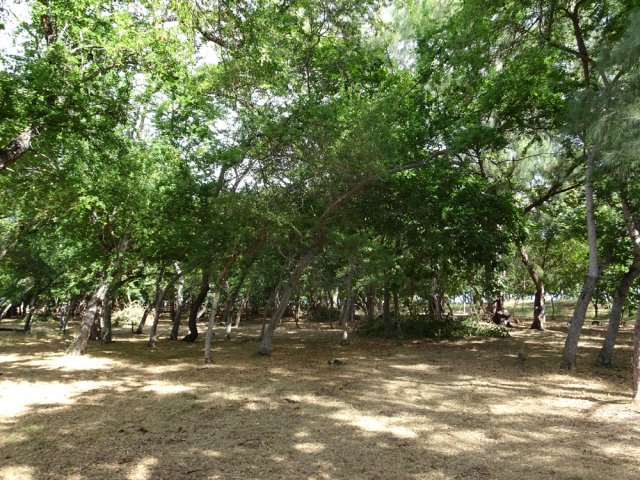 Le sous-bois occupé par les sportifs