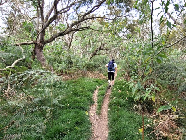 Les sous-bois s'envahissent lentement de fougères