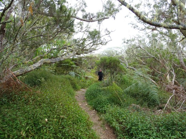 Une zone couverte de jouvences