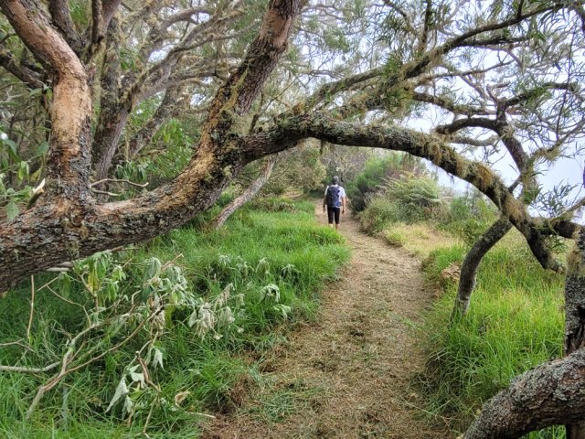 Le sentier de bord vers le Piton des Orangers, bien nettoyé