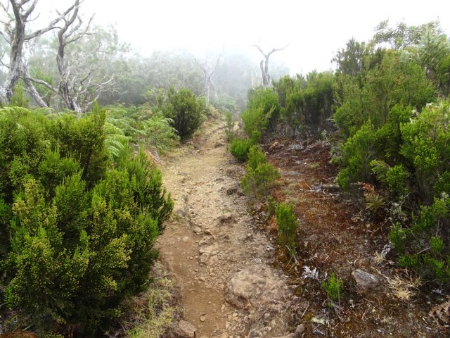 Le sentier de bord dans les branles verts