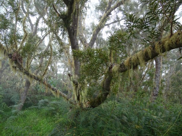 L'humidité facilite le développement des longues barbes de Jupiter