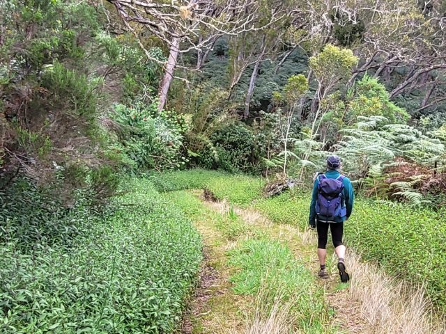 On retrouve la Piste Forestière Baptiste bordée de jouvences