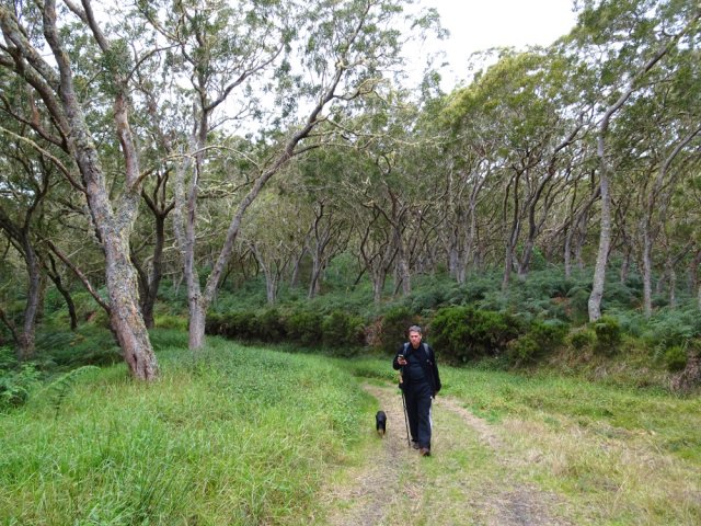 La piste, en descente légère, traverse une belle forêt de tamarins des hauts