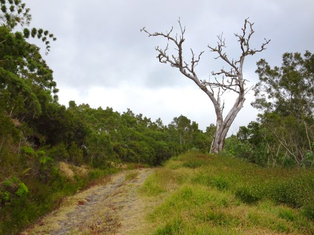 Cet arbre mort marque la fin proche de la randonnée