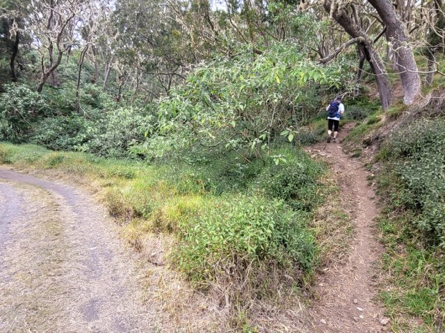 Le sentier est facile à repérer près de deux tamarins des hauts