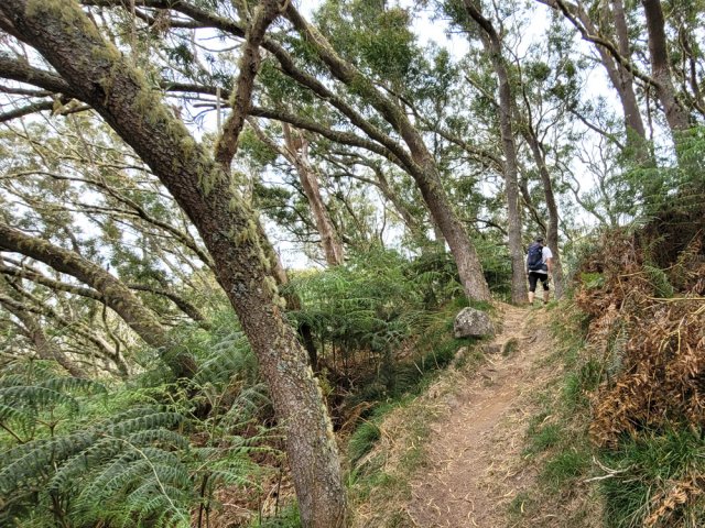 Comme souvent, les tamarins vivent tous penchés du même côté