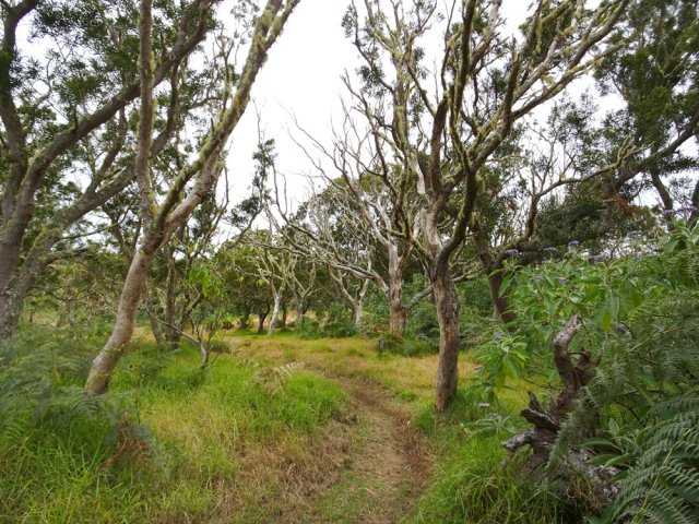 Quelques zones de tamarins morts