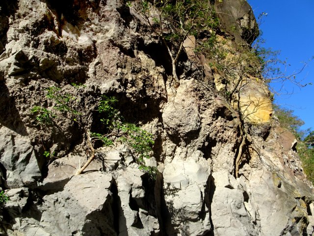 La falaise est habitée de multiples bonsaïs naturels