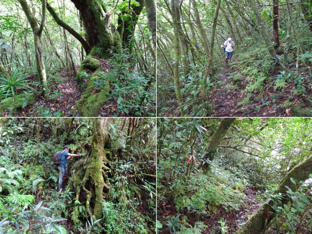 Quelques exemples du sentier longeant le bras. Suivre les rubalises