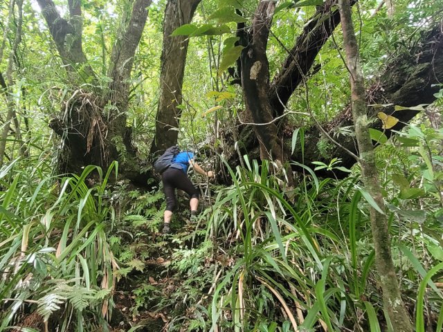 On y rencontre des arbres exceptionnels comme les bois de rempart centenaires