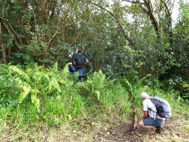 Le départ du sentier caché en partie par les fougères et goyaviers