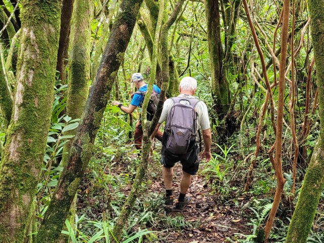 Hélas, les goyaviers envahissent les belles forêts de bois de couleurs