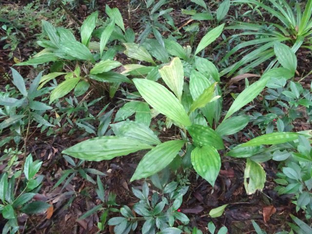 Ne pas piétiner les orchidées terrestres (Phaius tetragonus) poussant par grosses touffes