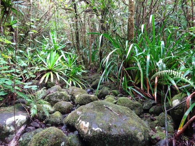A partir de 600 m, le fond de la ravine devient de plus en plus verdoyant