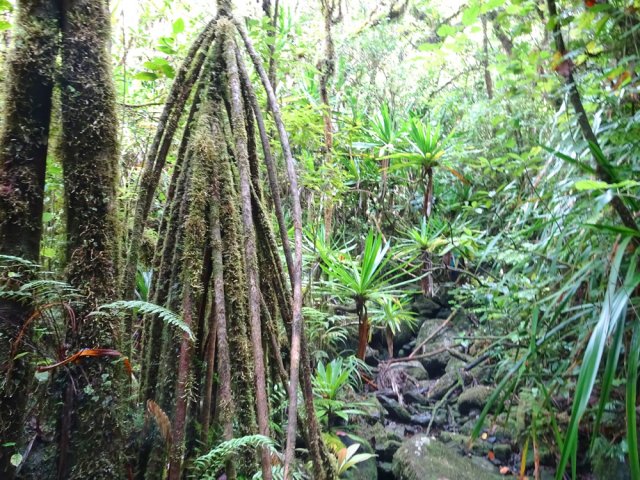 Les pimpins des hauts se plaisent dans ce milieu humide
