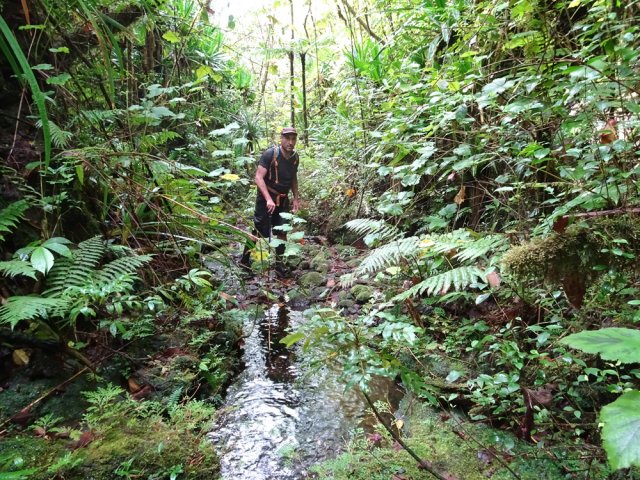 La vigne marronne semble vouloir s'installer