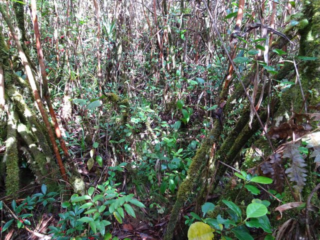 Il faut de l'imagination pour savoir que l'on se trouve au départ de la Ravine Batardeau