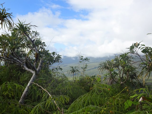 Vues en direction du Piton des Cabris et des flancs de la Fournaise