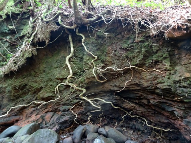 Racines de jamrosats, l'arbre le plus commun en début de montée