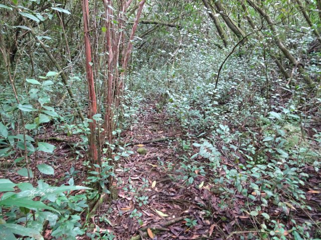 Le sentier qui coupe entre les premiers lacets