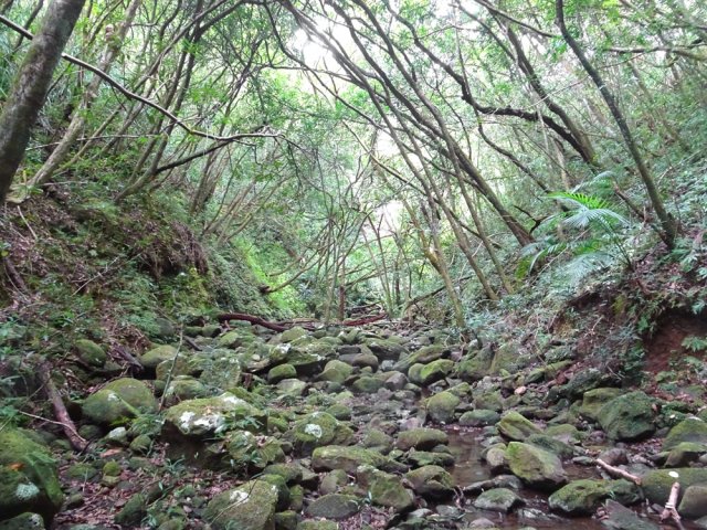 Les jamrosats créent un plafond végétal ombragé