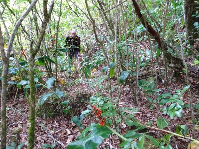 Le sentier est assez bien marqué dans la végétation touffue