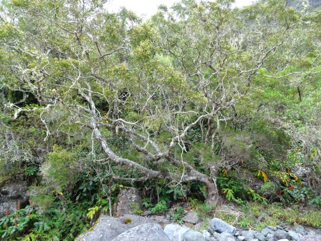 Quelques tamarins vivent au plus près des rochers