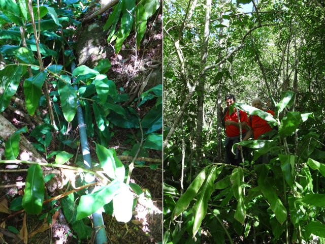 Courte aventure dans les longoses pour rejoindre le Bras des Étangs