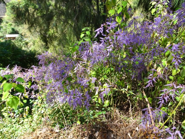 Beaucoup de faux patchouli le long du parcours