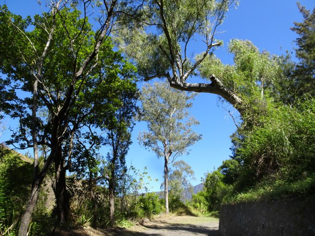 Tous les arbres le long de la piste n'ont pas été meurtris par les cyclones