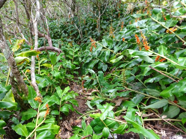 Forte et courte descente vers le cours d'eau dans les longoses
