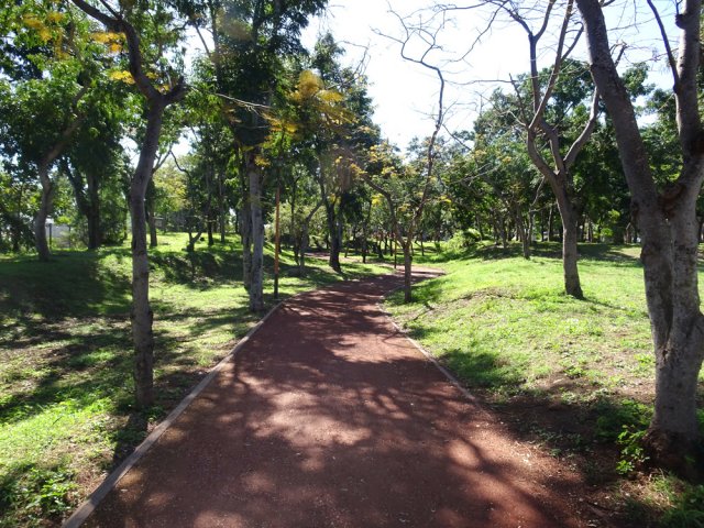 Quelques flamboyants mais surtout beaucoup de bois noirs des Bas